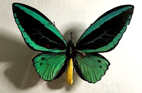 Close up view of a bright green, black and yellow butterfly
