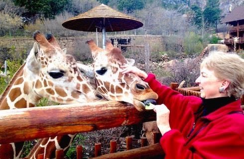 Woman in red jacket petting and feeding two giraffes